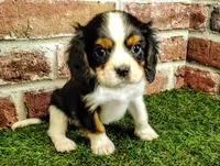 Willie AKC , a male Cavalier King Charles Spaniel for sale in Clark, MO – 6 of 10