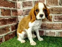 Johnny AKC , a male Cavalier King Charles Spaniel for sale in Clark, MO – 8 of 10
