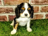 Willie AKC , a male Cavalier King Charles Spaniel for sale in Clark, MO – 4 of 10