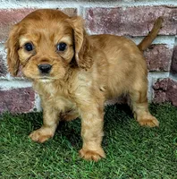 Cash AKC registration , a male Cavalier King Charles Spaniel for sale in Clark, MO – 10 of 10