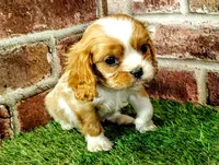 Rocky AKC , a male Cavalier King Charles Spaniel for sale in Clark, MO – 2 of 10