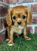 Rosie , a female Cavalier King Charles Spaniel for sale in Clark, MO – 7 of 9