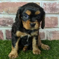 Colt AKC registration, a male Cavalier King Charles Spaniel for sale in Clark, MO – Photo 9 of 9