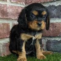Colt AKC registration, a male Cavalier King Charles Spaniel for sale in Clark, MO – Photo 4 of 9