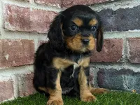 Colt AKC registration, a male Cavalier King Charles Spaniel for sale in Clark, MO – Photo 4 of 9