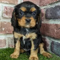 Colt AKC registration, a male Cavalier King Charles Spaniel for sale in Clark, MO – Photo 8 of 9
