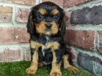 Colt AKC registration, a male Cavalier King Charles Spaniel for sale in Clark, MO – Photo 8 of 9