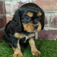 Colt AKC registration, a male Cavalier King Charles Spaniel for sale in Clark, MO – Photo 3 of 9