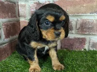Colt AKC registration, a male Cavalier King Charles Spaniel for sale in Clark, MO – Photo 3 of 9