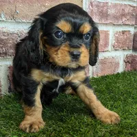 Colt AKC registration, a male Cavalier King Charles Spaniel for sale in Clark, MO – Photo 2 of 9