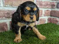 Colt AKC registration, a male Cavalier King Charles Spaniel for sale in Clark, MO – Photo 2 of 9