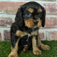 Colt AKC registration, a male Cavalier King Charles Spaniel for sale in Clark, MO – Photo 6 of 9