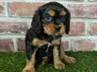 Colt AKC registration, a male Cavalier King Charles Spaniel for sale in Clark, MO – Photo 6 of 9