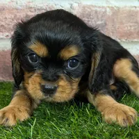 Colt AKC registration, a male Cavalier King Charles Spaniel for sale in Clark, MO – Photo 5 of 9