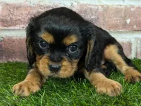 Colt AKC registration, a male Cavalier King Charles Spaniel for sale in Clark, MO – Photo 5 of 9