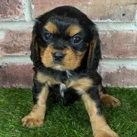 Colt AKC registration, a male Cavalier King Charles Spaniel for sale in Clark, MO – Photo 1 of 9