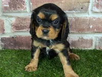Colt AKC registration, a male Cavalier King Charles Spaniel for sale in Clark, MO – Photo 1 of 9
