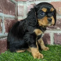Colt AKC registration, a male Cavalier King Charles Spaniel for sale in Clark, MO – Photo 7 of 9