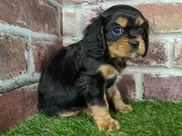 Colt AKC registration, a male Cavalier King Charles Spaniel for sale in Clark, MO – Photo 7 of 9