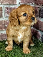 Rusty AKC registration , a male Cavalier King Charles Spaniel for sale in Clark, MO – 7 of 10