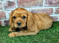 Rocco, a male Cavalier King Charles Spaniel for sale in Clark, MO – 3 of 10