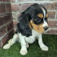 Ruger AKC registration, a male Cavalier King Charles Spaniel for sale in Clark, MO – Photo 7 of 10