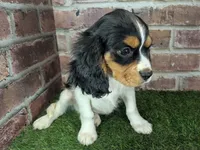Ruger AKC registration, a male Cavalier King Charles Spaniel for sale in Clark, MO – Photo 7 of 10