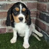 Ruger AKC registration, a male Cavalier King Charles Spaniel for sale in Clark, MO – Photo 8 of 10
