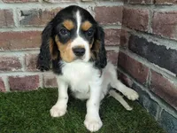 Ruger AKC registration, a male Cavalier King Charles Spaniel for sale in Clark, MO – Photo 8 of 10