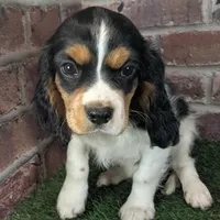Ruger AKC registration, a male Cavalier King Charles Spaniel for sale in Clark, MO – Photo 2 of 10