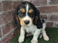 Ruger AKC registration, a male Cavalier King Charles Spaniel for sale in Clark, MO – Photo 2 of 10