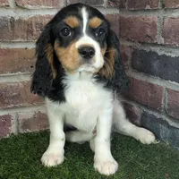 Ruger AKC registration, a male Cavalier King Charles Spaniel for sale in Clark, MO – Photo 6 of 10