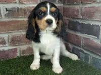 Ruger AKC registration, a male Cavalier King Charles Spaniel for sale in Clark, MO – Photo 6 of 10