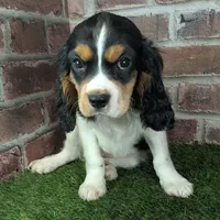 Ruger AKC registration, a male Cavalier King Charles Spaniel for sale in Clark, MO – Photo 9 of 10