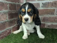 Ruger AKC registration, a male Cavalier King Charles Spaniel for sale in Clark, MO – Photo 9 of 10