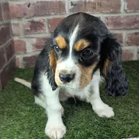 Ruger AKC registration, a male Cavalier King Charles Spaniel for sale in Clark, MO – Photo 4 of 10