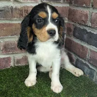 Ruger AKC registration, a male Cavalier King Charles Spaniel for sale in Clark, MO – Photo 10 of 10