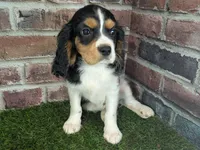Ruger AKC registration, a male Cavalier King Charles Spaniel for sale in Clark, MO – Photo 10 of 10