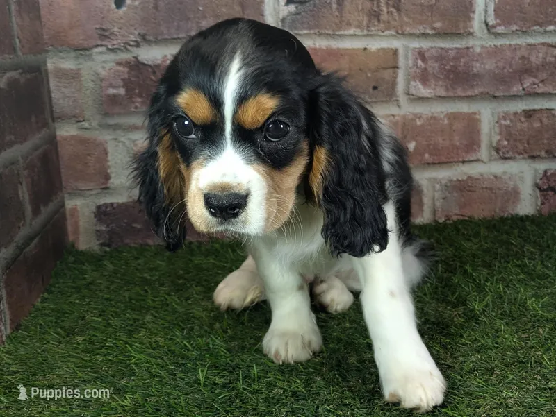 Ruger AKC registration