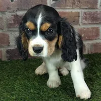 Ruger AKC registration, a male Cavalier King Charles Spaniel for sale in Clark, MO – Photo 1 of 10