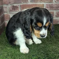 Ruger AKC registration, a male Cavalier King Charles Spaniel for sale in Clark, MO – Photo 5 of 10