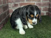 Ruger AKC registration, a male Cavalier King Charles Spaniel for sale in Clark, MO – Photo 5 of 10