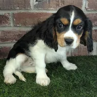 Ruger AKC registration, a male Cavalier King Charles Spaniel for sale in Clark, MO – Photo 3 of 10