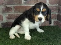 Ruger AKC registration, a male Cavalier King Charles Spaniel for sale in Clark, MO – Photo 3 of 10
