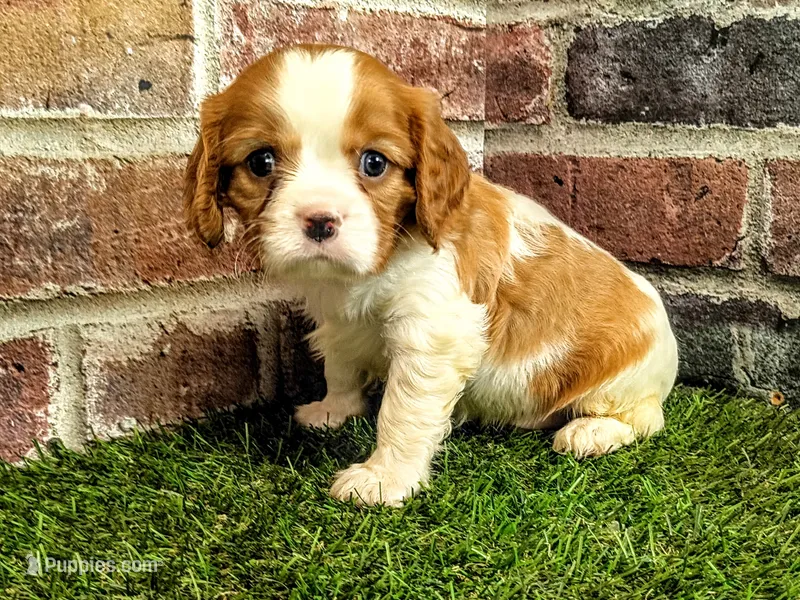Milo – Cavalier King Charles Spaniel puppy for sale in Clark, MO