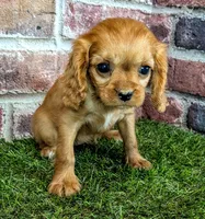 Cherry , a female Cavalier King Charles Spaniel for sale in Clark, MO – 2 of 10