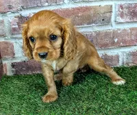Anna, a female Cavalier King Charles Spaniel for sale in Clark, MO – 8 of 9