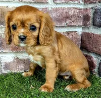 Rosie , a female Cavalier King Charles Spaniel for sale in Clark, MO – 6 of 9