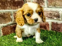 Rocky AKC , a male Cavalier King Charles Spaniel for sale in Clark, MO – 6 of 10