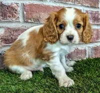 Jake, a male Cavalier King Charles Spaniel for sale in Clark, MO – 6 of 10